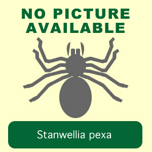 pexa